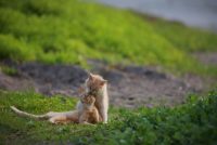 大佛次郎×ねこ写真展2019